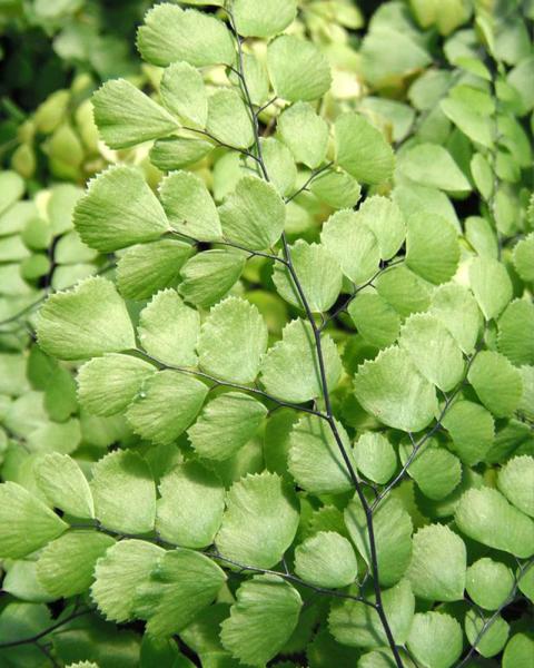 Fern Maidenhair 'Himalayan' 1 Gallon