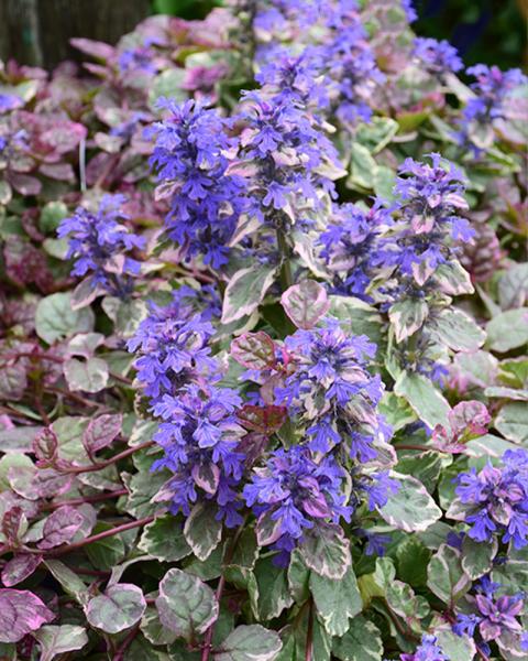 Ajuga 'Burgundy Glow' 24 Cell