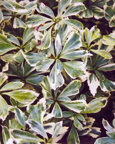 Pachysandra 'Variegated' 24 Cell