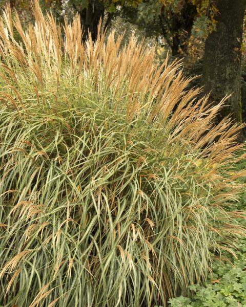 Grass Miscanthus 'Adagio' 3 Gallon