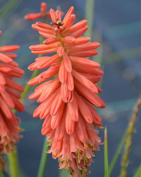 Kniphofia 'Redhot Popsicle0'