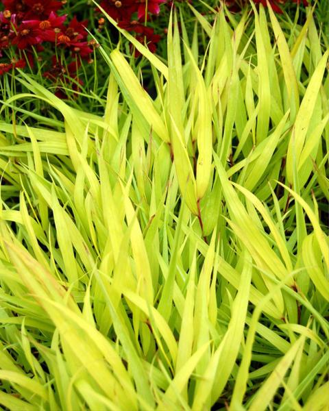 Grass Hakonechloa 'All Gold' 1 Gallon