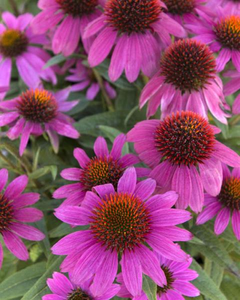 Echinacea 'PowWow Wild Berry' 2 Gallon