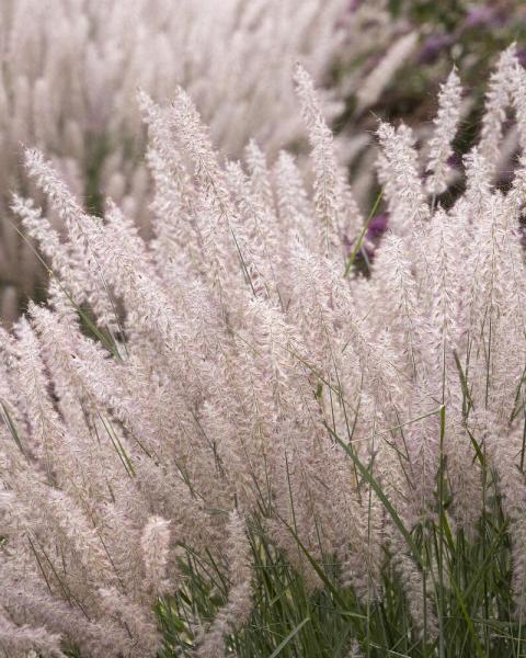 Grass Pennisetum 'Karley Rose' 2 Gallon