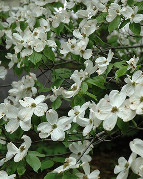 Dogwood, Flowering Cherokee Princess White, B&b