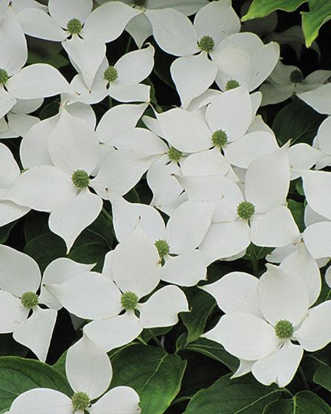 Flowering Dogwood, Chinese White, B&b
