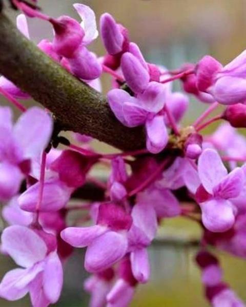 Eastern Redbud Clump 10 Gallon