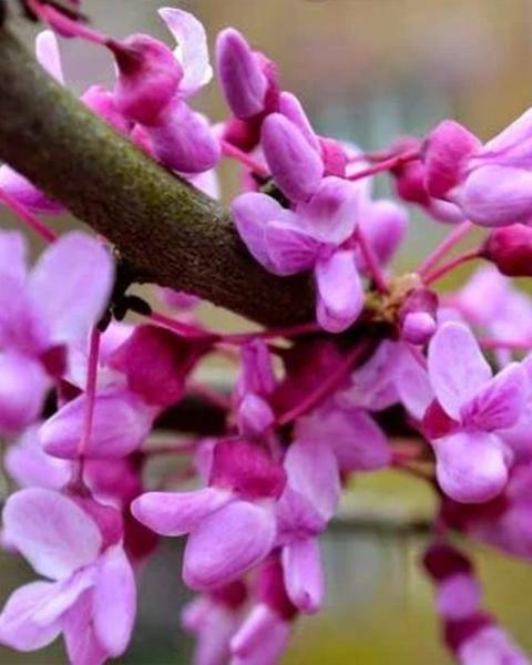 Redbud Clump, 7 Gallon Pot