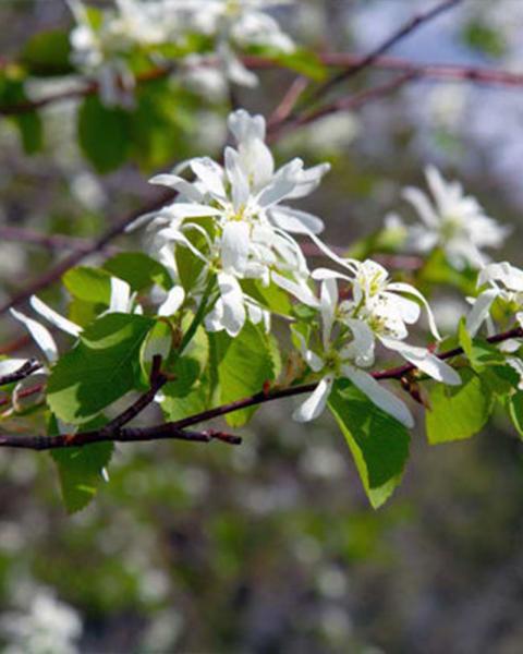 Juneberry (serviceberry) Autumn Brilliance, 7 Gallon