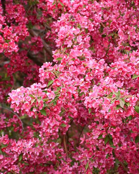 Flowering Crab Prairifire 10 Gallon