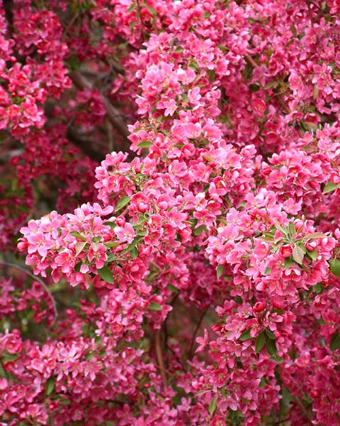 Flowering Crab, Prairifire Red, 7 Gallon Pot