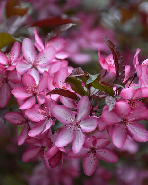 Flowering Crab Royal Raindrops 10 Gallon