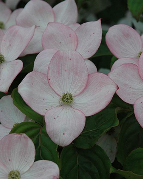 Flowering Dogwood Red