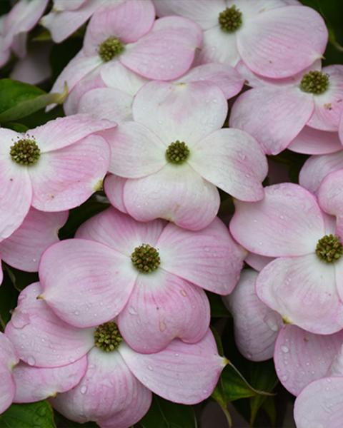 Flowering Dogwood, Stellar Pink, B&b