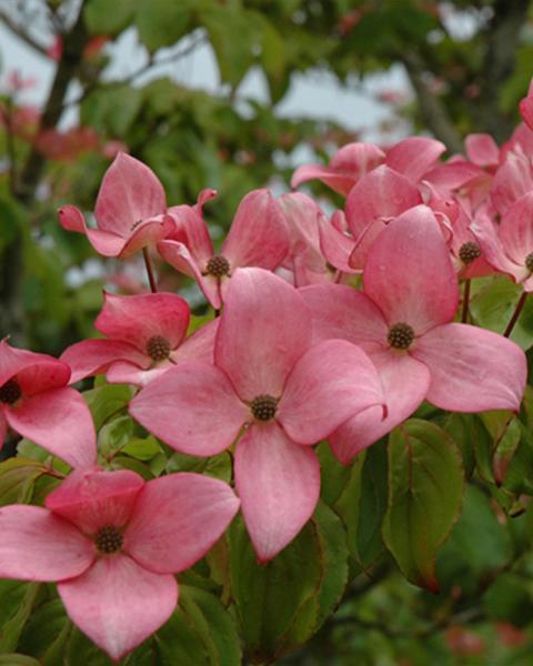 Flowering Dogwood, Scarlet Fire, B&b