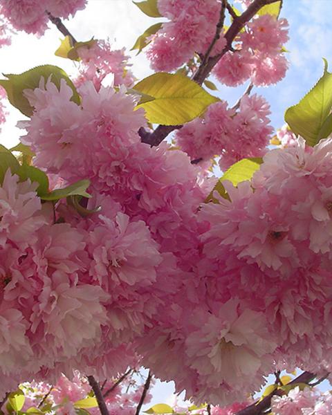Flowering Cherry Kwanzan Double Pink 10 Gallon