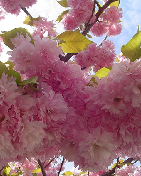 Cherry, Flowering Kwanzan Double Pink, 10 Gallon Pot