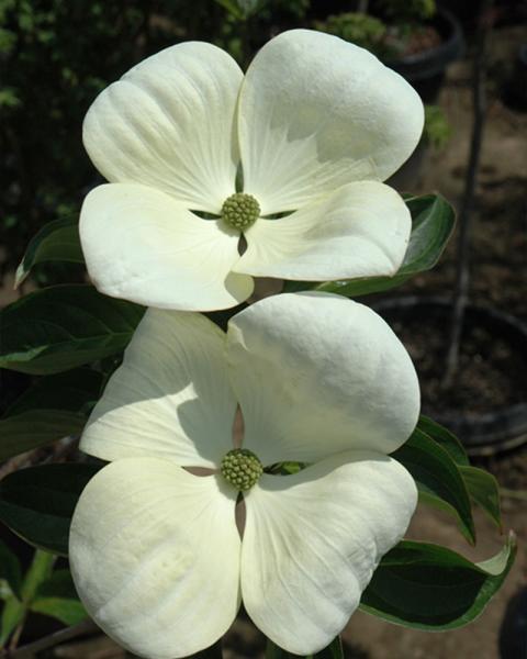 Flowering Dogwood, Venus, B&b