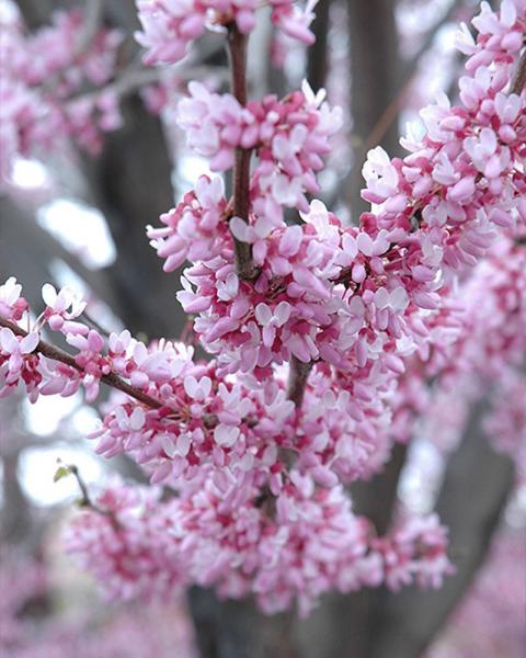 Eastern Redbud, Single, 7 Gallon Pot