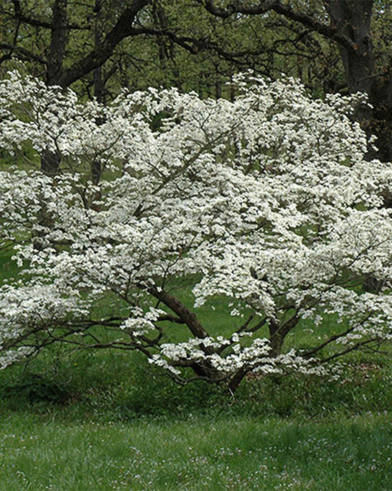 Dogwood, Flowering Cherokee Princess White, B&b