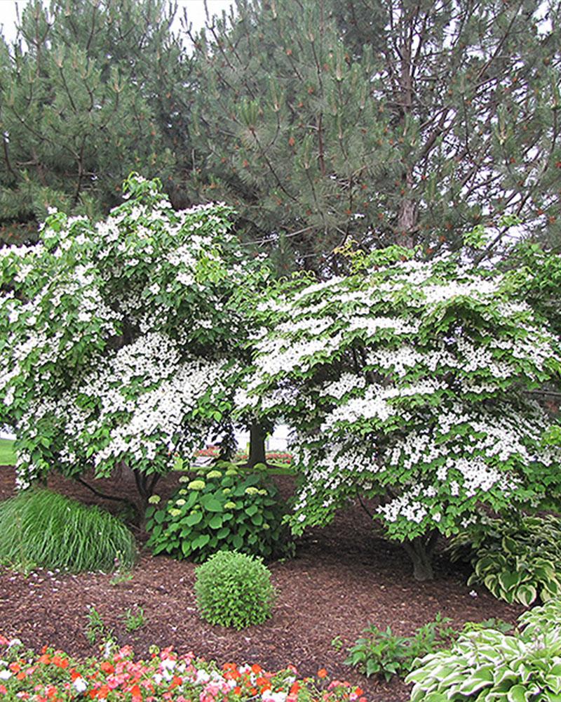 Flowering Dogwood, Chinese White, B&b