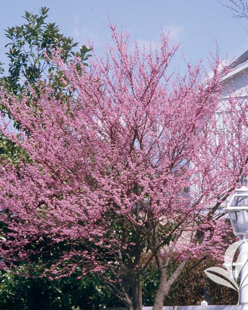 Redbud Clump, 7 Gallon Pot