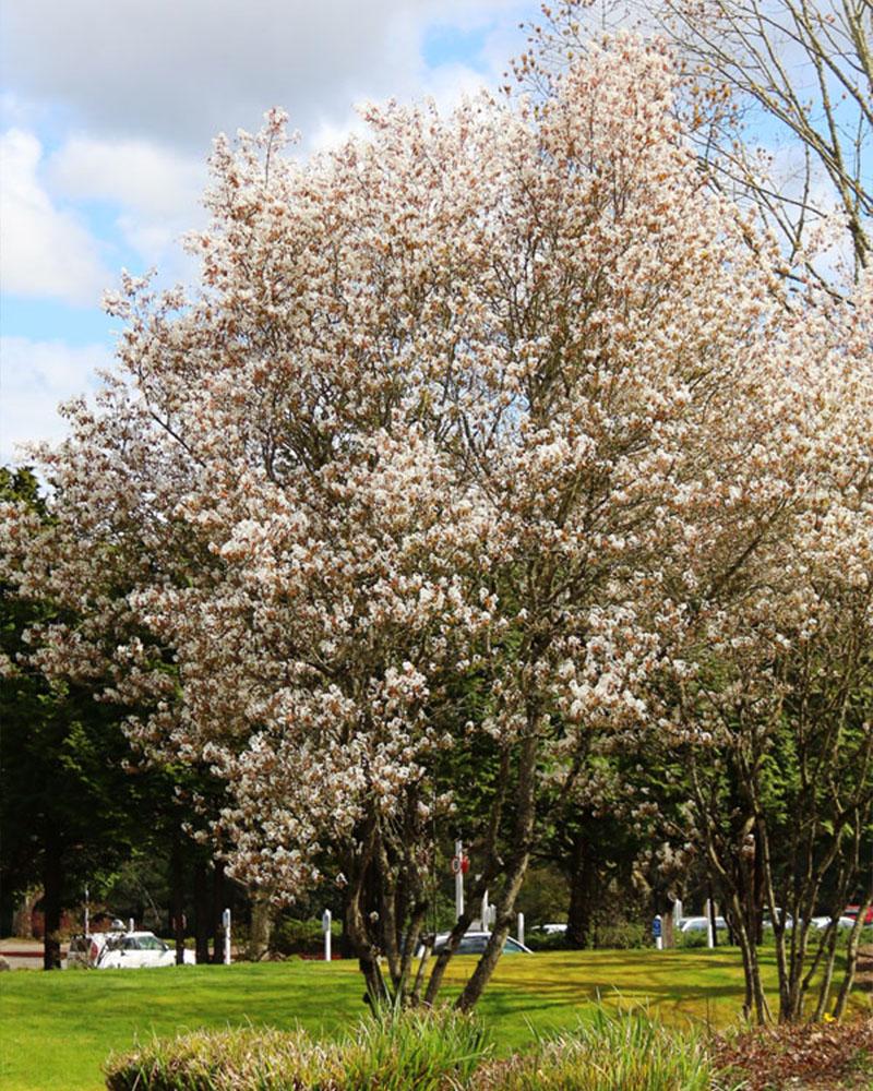 Juneberry (serviceberry) Autumn Brilliance, 7 Gallon