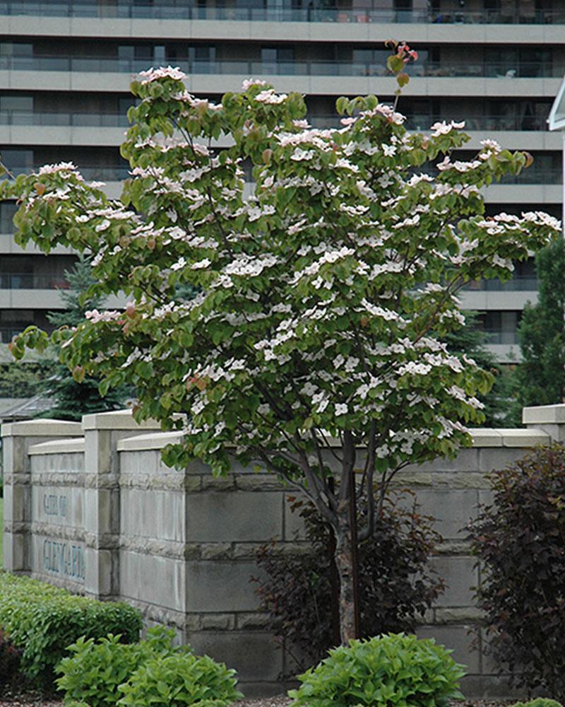 Flowering Dogwood Red