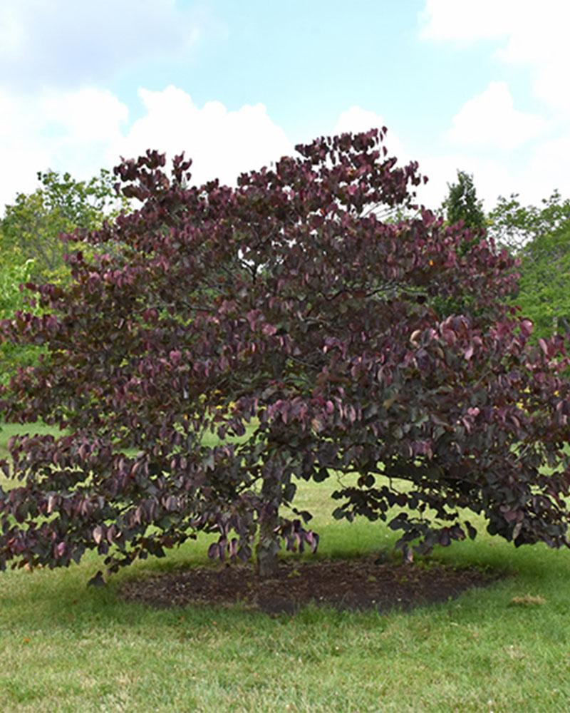 Redbud Forest Pansy 10 Gallon