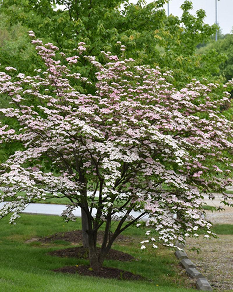 Flowering Dogwood Stellar Pink