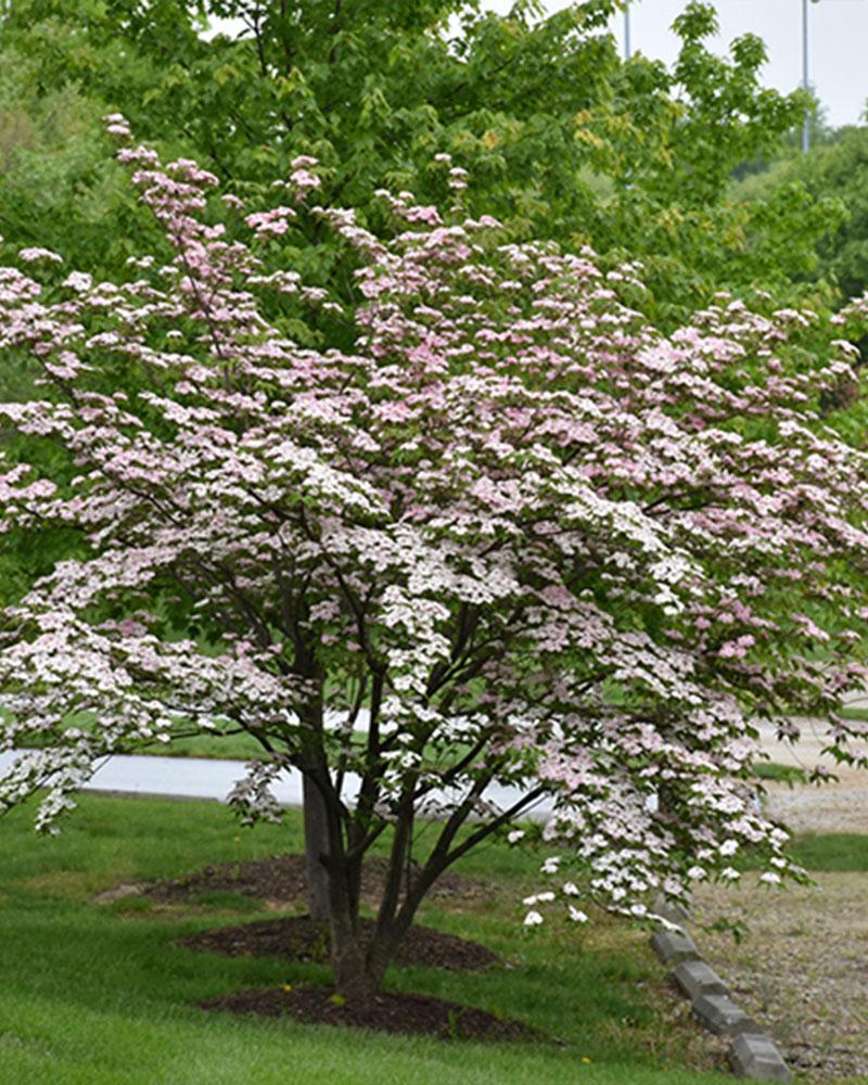 Flowering Dogwood, Stellar Pink, B&b