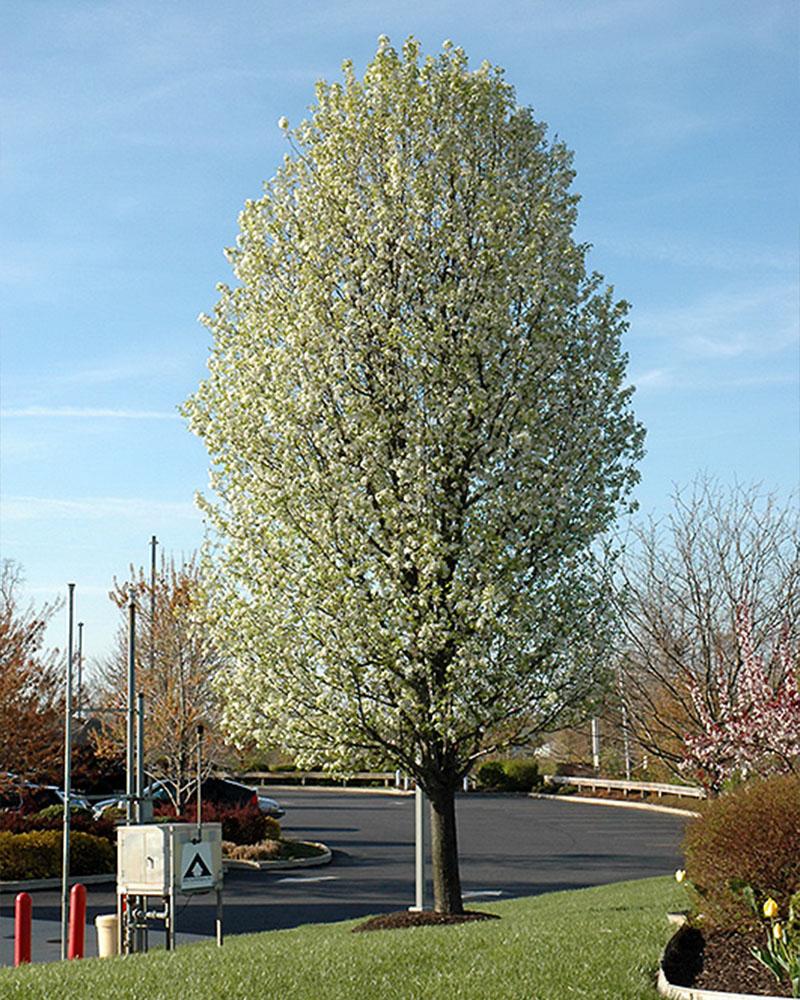 Pear, Flowering Chanticleer, 7 Gallon Pot