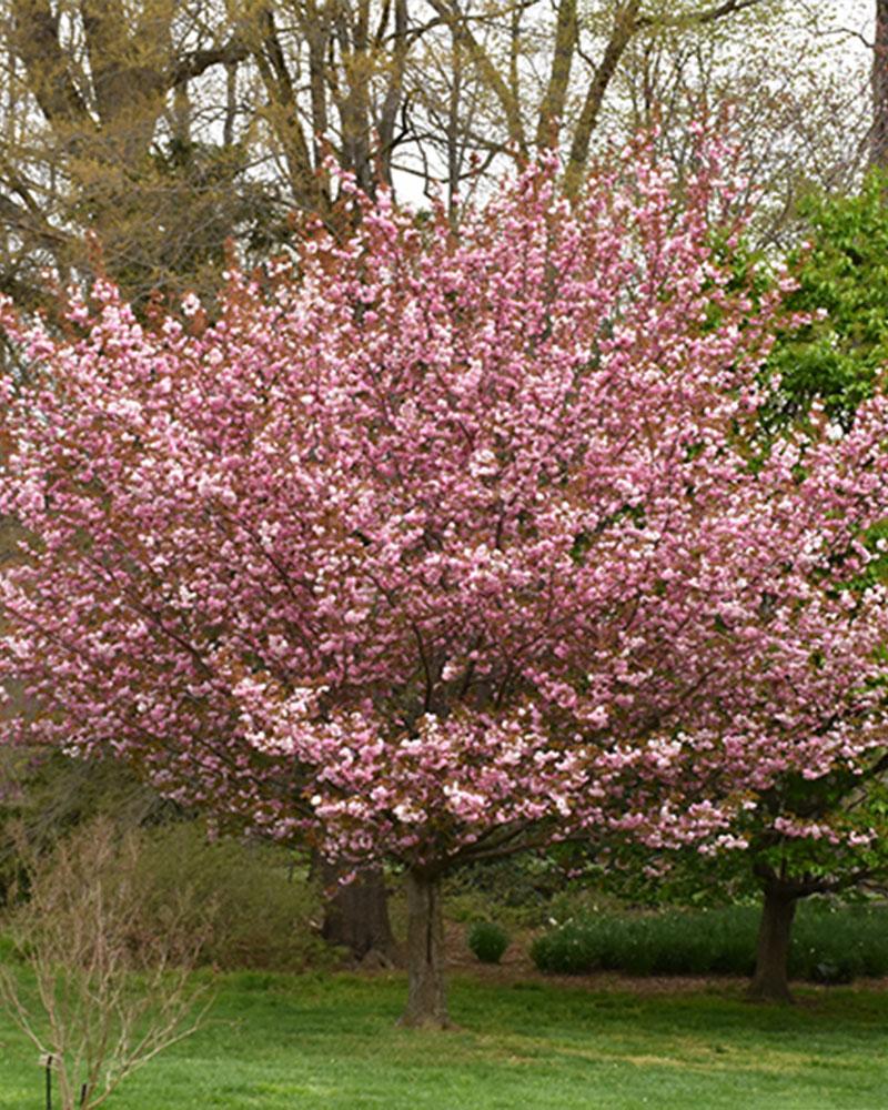 Cherry, Flowering Kwanzan Double Pink, 10 Gallon Pot