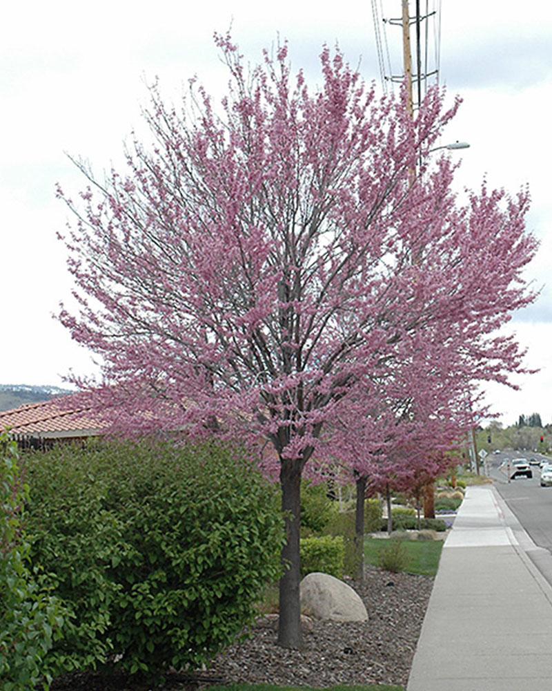 Eastern Redbud 10 Gallon