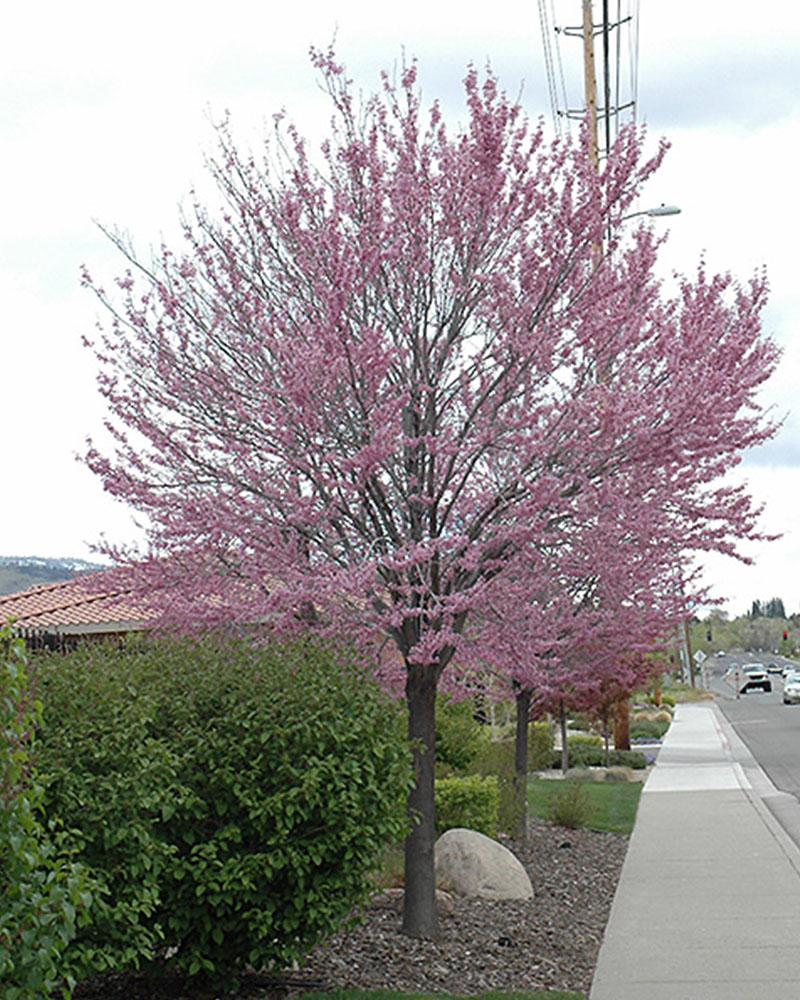 Eastern Redbud, Single, 7 Gallon Pot