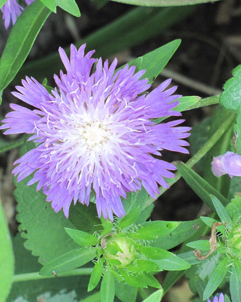 Stokesia 'Blue Danube' 1 Gallon