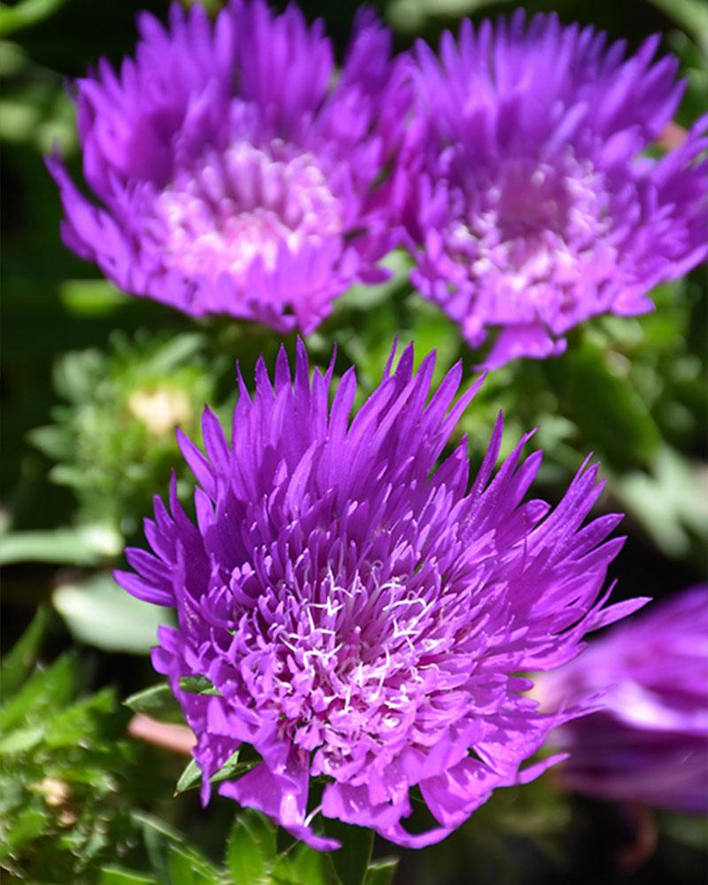 Stokesia 'Honeysong Purple' 1 Gallon