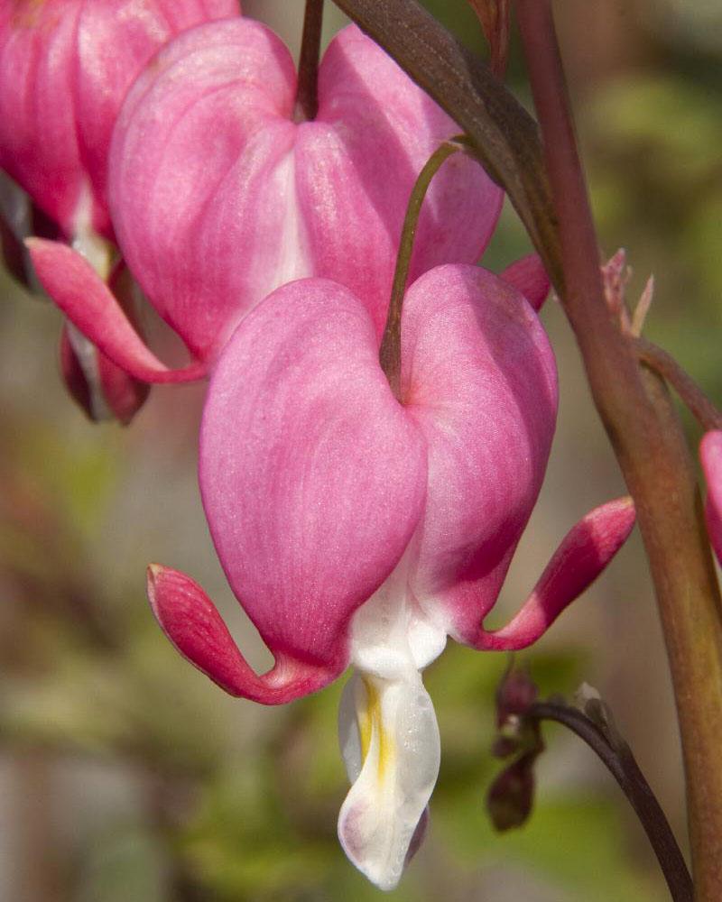 DICENTRA SPECTABILIS