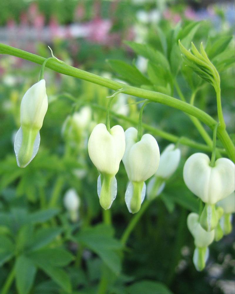 DICENTRA SPECTABILIS WHITE