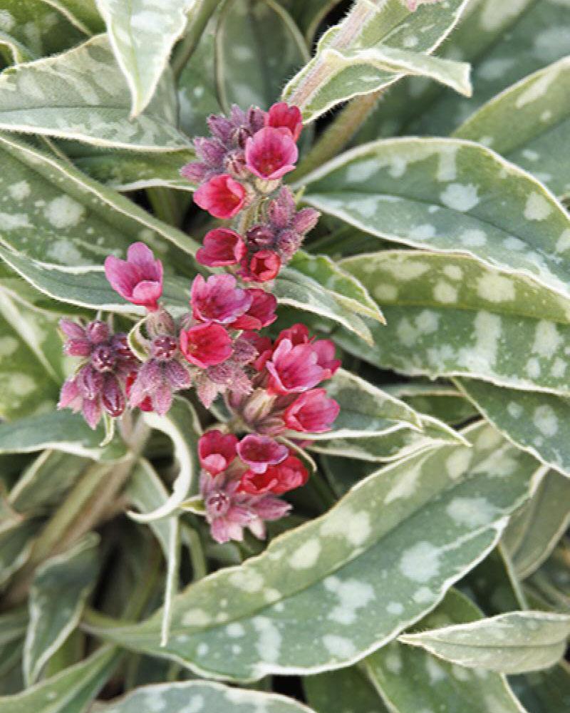 Pulmonaria 'Raspberry Frost' 1 Gallon