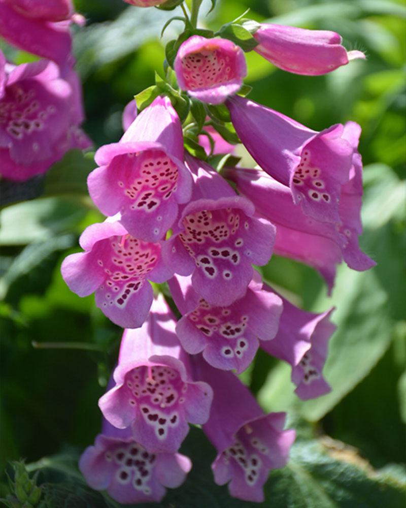 Digitalis 'Camelot Rose' 1 Gallon