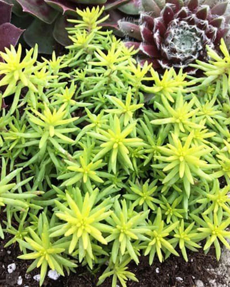 Sedum Sunsparkler® 'Angelinas Teacup' 1 Gallon