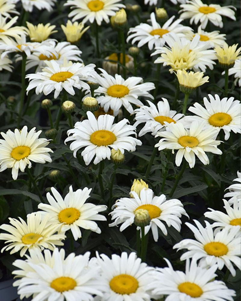 Leucanthemum Amazing Daisies® 'Banana Cream' 1 Gallon