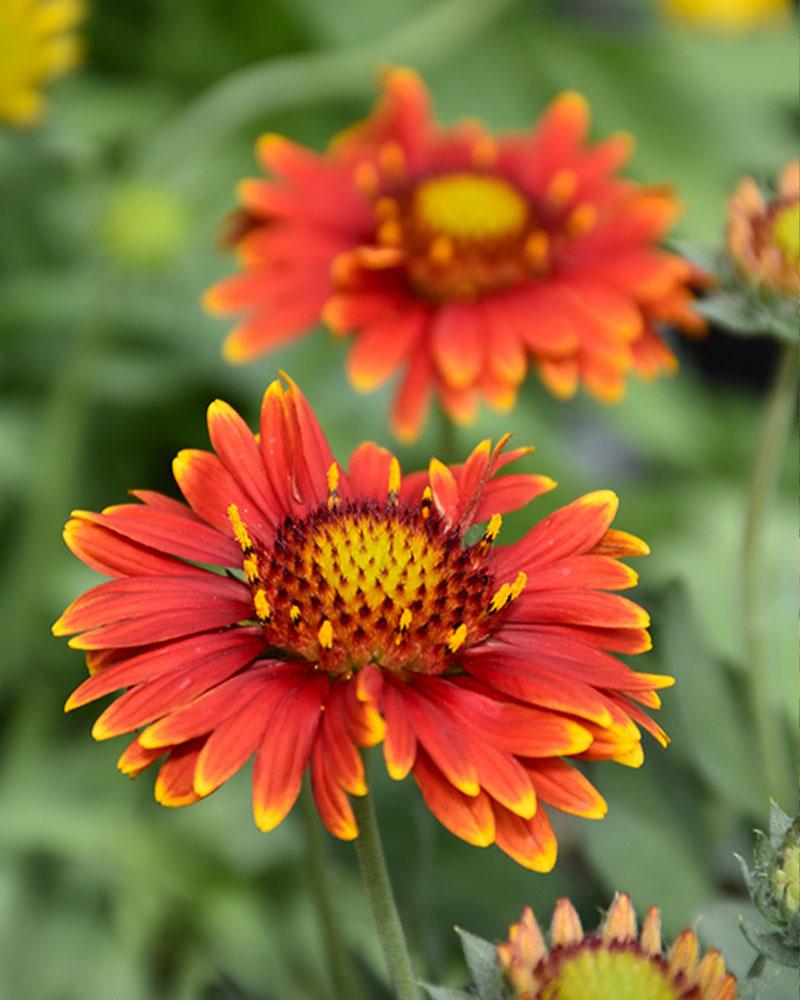 Gaillardia 'Arizona Red Shades' 1 Gallon