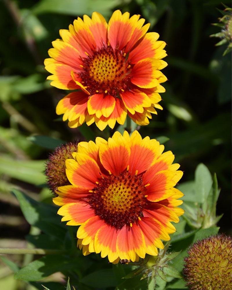 Gaillardia 'Arizona Sun' 1 Gallon