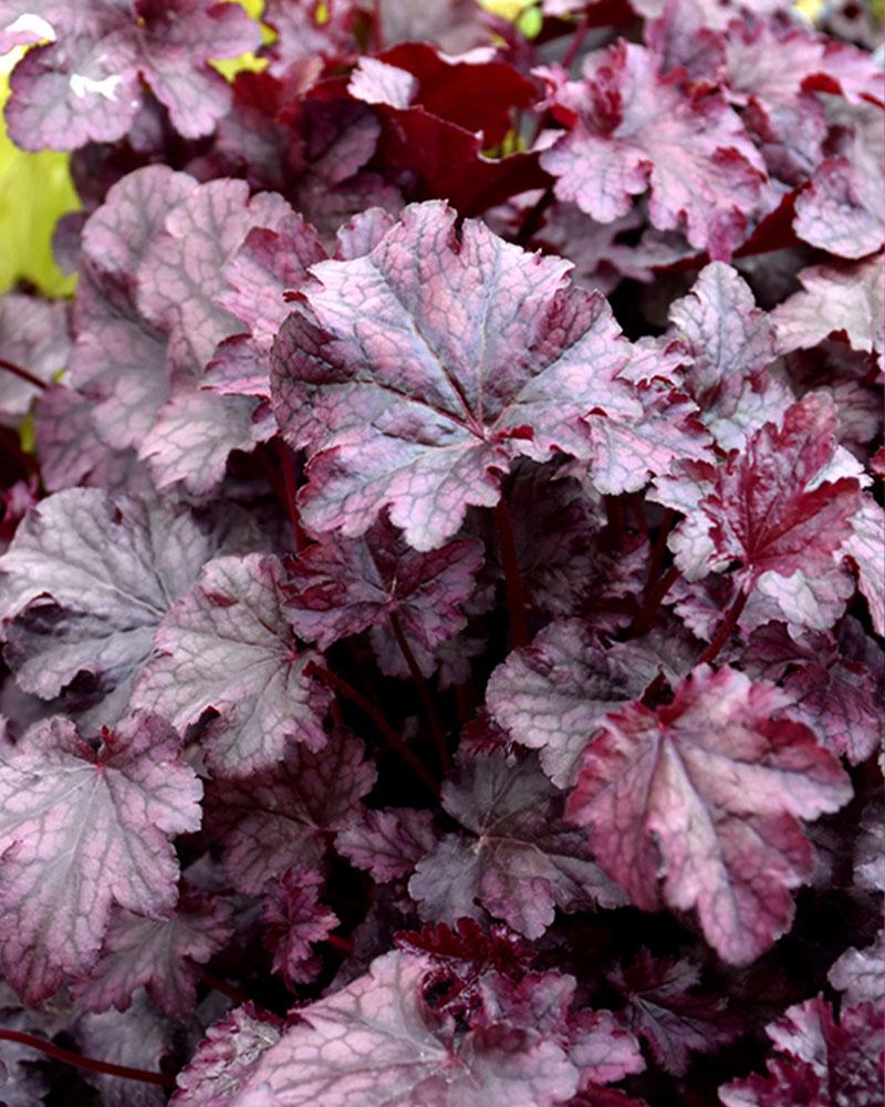 Heuchera 'Plum Pudding' 1 Gallon