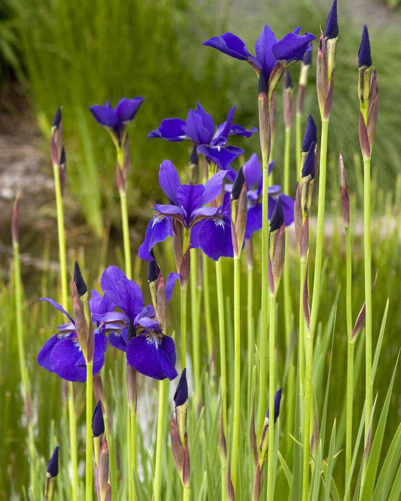 Iris 'Caesar's Brother' 1 Gallon