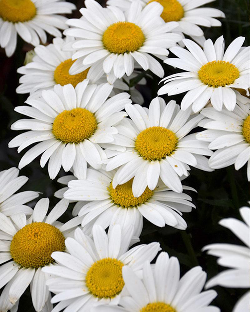 LEUCANTHEMUM SNOWCAP