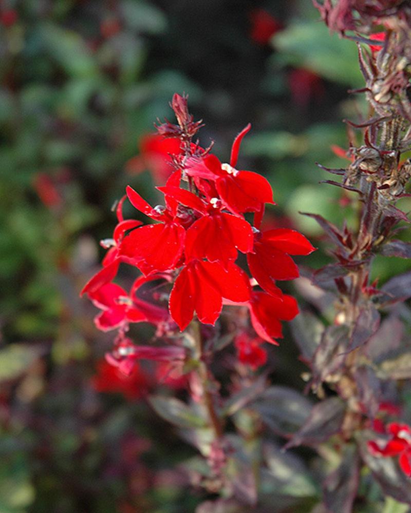 LOBELIA QUEEN VICTORIA