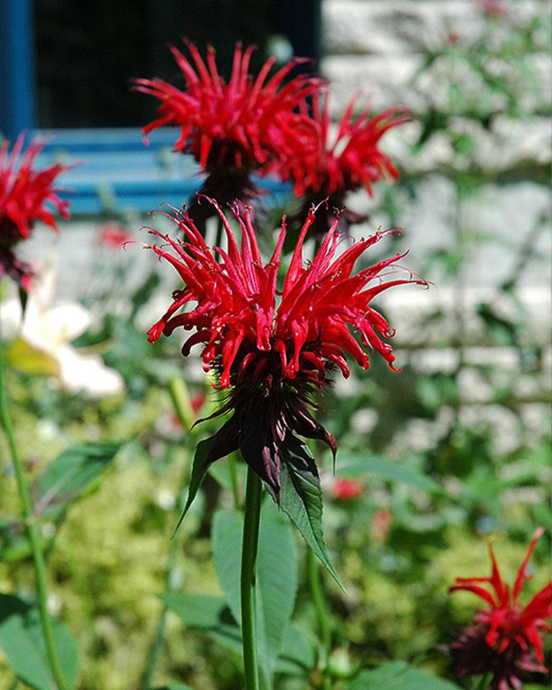 Monarda 'Jacob Cline' 1 Gallon